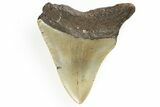 Bargain, Juvenile Megalodon Tooth - North Carolina #190915-1